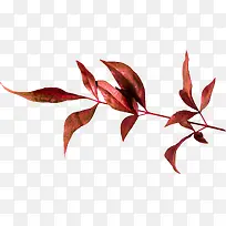 ��֦pngͼƬ-������