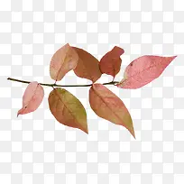 ��֦�ز�ͼƬ-������