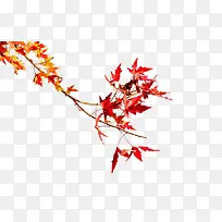 ��Ҷ��֦-������