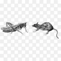 素描小动物-空若网 素描小动物-空若网