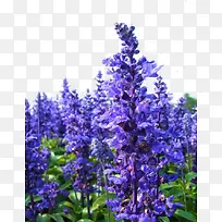 ��ɫ޹�²�-������