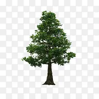 景观前景树-空若网 景观前景树-空若网