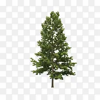 景观前景树-空若网 景观前景树-空若网