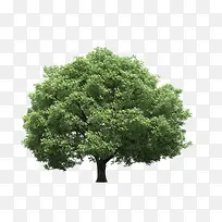 景观前景树-空若网 景观前景树-空若网