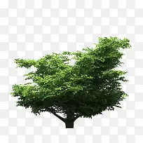 景观前景树-空若网 景观前景树-空若网