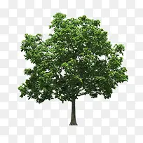 景观前景树-空若网 景观前景树-空若网