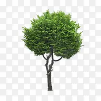 景观前景树-空若网 景观前景树-空若网