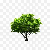 景观前景树-空若网 景观前景树-空若网