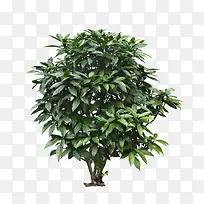 ����ǰ����-������