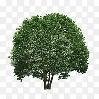 景观前景树-空若网 景观前景树-空若网