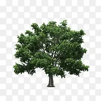 景观前景树-空若网 景观前景树-空若网