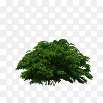 景观前景树-空若网 景观前景树-空若网