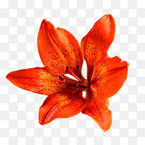 橙色百合花-空若网 橙色百合花-空若网