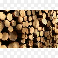 ľ����Ӱ-������