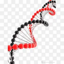 DNA����-������