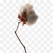 ��֦�ϵ��޻�-������