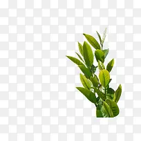 ������֦ʵ��-������