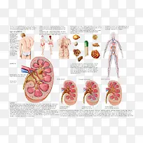 ҽ�ƹ��-������