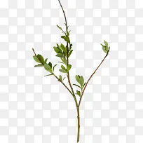 ֦Ҷ�ز�ͼƬ-������