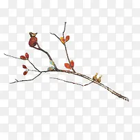 ��ɫ��Լ����֦-������