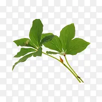 树叶-空若网 树叶-空若网