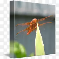 �������ѽ�����Ӱ�޼�׵����-��Ӭ-������