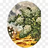 静物树-绣球花-空若网 静物树-绣球花-空若网