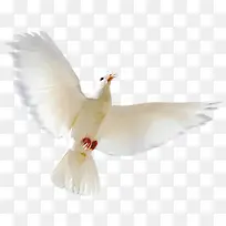 高清摄影白色飞翔的鸽子造型-空若网 高清摄影白色飞翔的鸽子造型-空若网