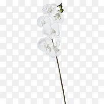 牵牛花白色牵牛花-空若网 牵牛花白色牵牛花-空若网