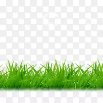 茶树草-空若网 茶树草-空若网