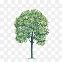 植物 大树-空若网 植物 大树-空若网