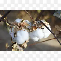 ��׵��޻�����֦ͼƬ-������