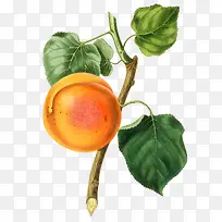 卡通手绘水果装饰海报设计-空若网 卡通手绘水果装饰海报设计-空若网