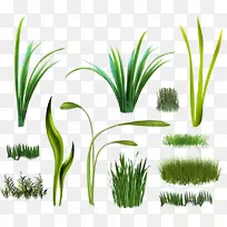 香根草植物槟榔科麦草甜草-空若网 香根草植物槟榔科麦草甜草-空若网