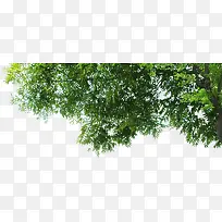 创意合成摄影绿色的大树-空若网 创意合成摄影绿色的大树-空若网