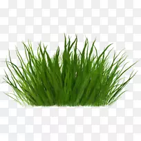 剪贴画-草-空若网 剪贴画-草-空若网