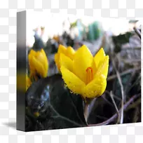 植物开花植物花瓣露珠-空若网 植物开花植物花瓣露珠-空若网