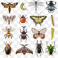 各种昆虫矢量-空若网 各种昆虫矢量-空若网
