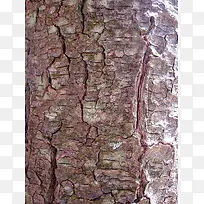 ´øÁÑÎÆµÄÊ÷Ƥ±³¾°-¿ÕÈôÍø ´øÁÑÎÆµÄÊ÷Ƥ±³¾°-¿ÕÈôÍø