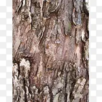 �������Ƥ���Ʊ���-������