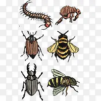 昆虫合集-空若网 昆虫合集-空若网