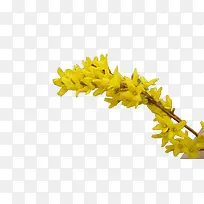 树枝上的月见草图片素材-空若网 树枝上的月见草图片素材-空若网