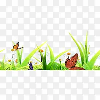 植物昆虫-空若网 植物昆虫-空若网