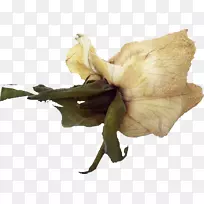 ��������ɫ���ظ�-������