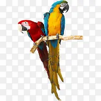 高清摄影会说话的鹦鹉-空若网 高清摄影会说话的鹦鹉-空若网