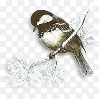 带雪鸟站树枝-空若网 带雪鸟站树枝-空若网