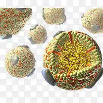 血脂细胞-空若网 血脂细胞-空若网