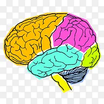 彩色人体器官大脑示意图-空若网 彩色人体器官大脑示意图-空若网