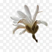 ��ɫľ����-������