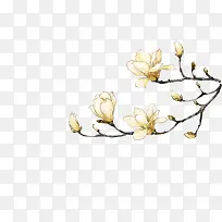 白色木兰花-空若网 白色木兰花-空若网